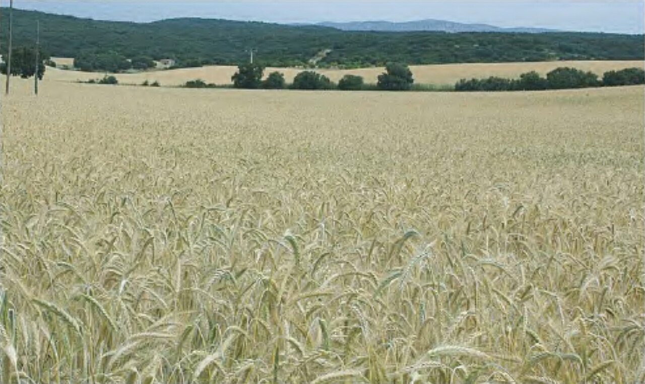 A triticale crop