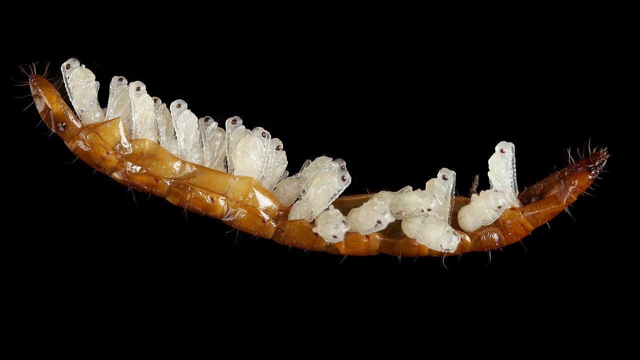 A wireworm larva