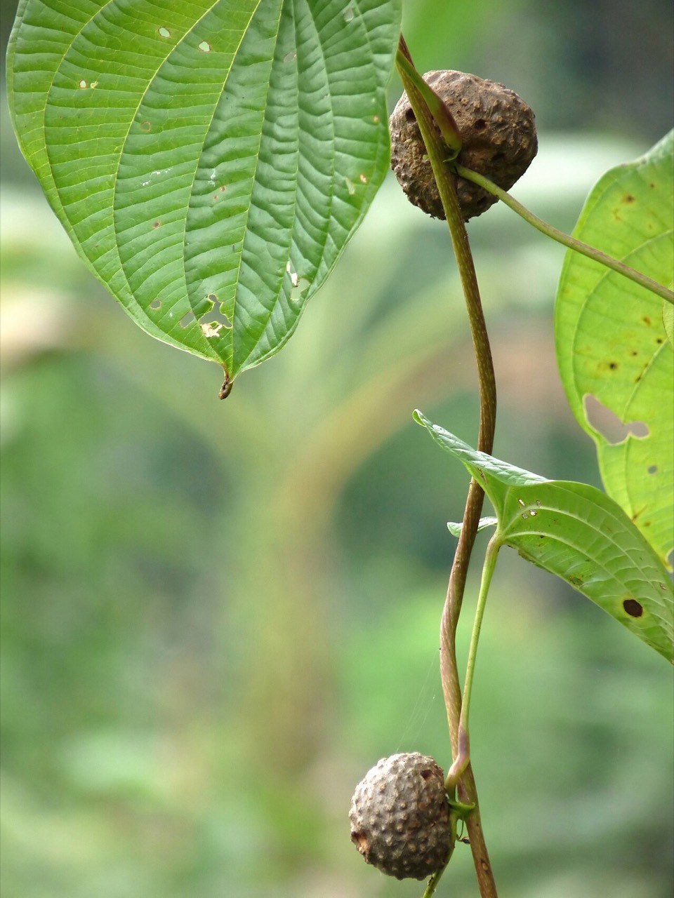Yam tubers